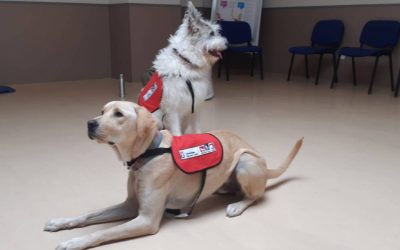 La URJC forma a docentes de Madrid en intervención asistida con animales