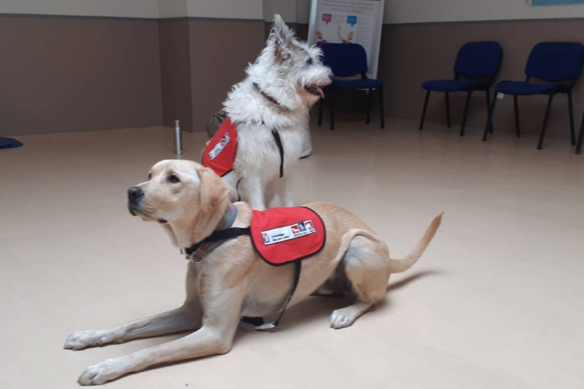 La URJC forma a docentes de Madrid en intervención asistida con animales