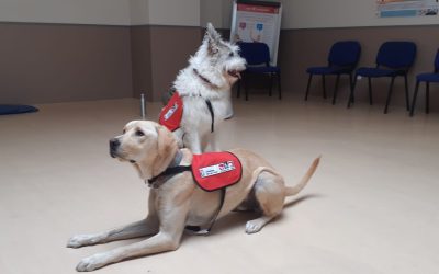 Terránea y la URJC, un año más apoyando la terapia asistida con animales