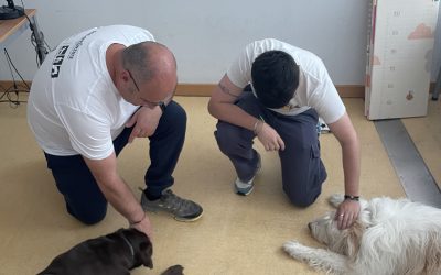 Dogmind, un programa híbrido entre intervenciones asistidas con animales y técnicas de atención plena para el estudiantado de la URJC