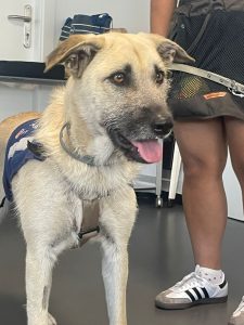 PARA LA INSERCIÓN DE JÓVENES EN SITUACIÓN DE EXCLUSIÓN MEDIANTE EL CUIDADO Y ENTRENAMIENTOS DE PERROS EN ADOPCIÓN