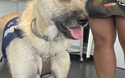Para la inserción de jóvenes en situación de exclusión mediante el cuidado y entrenamientos de perros en adopción